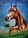 Arabian Horse Art