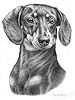 Dachshund Art