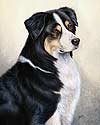 Australian Shepherd Picture
