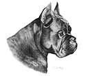 Boxer Dog Art