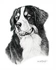 Bernese Mountain Dog Art