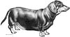 Dachshund Art
