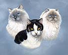 Ragdoll and Himalayan Cat Art