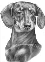 Dachshund Art
