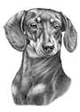 Smooth Dachshund Black and Tan Art