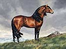 Andalusian Horse Art