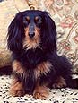 Hallie Dachshund
