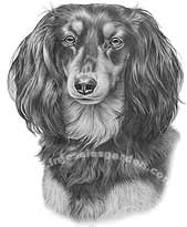 Longhaired Dachshund Art