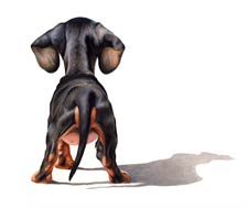 Dachshund puppy art picture