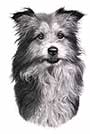 Mixed Breed Dog Art