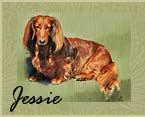 Jessie Dachshund