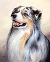 Australian Shepherd Picture