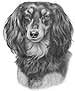 Dachshund Portraits