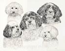 Shih Tzu Poodle Dogs