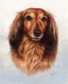 Red Longhaired Dachshund Portrait
