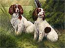 Springer Spaniel Dog Art