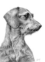 Wirehaired Dachshund Dog Art